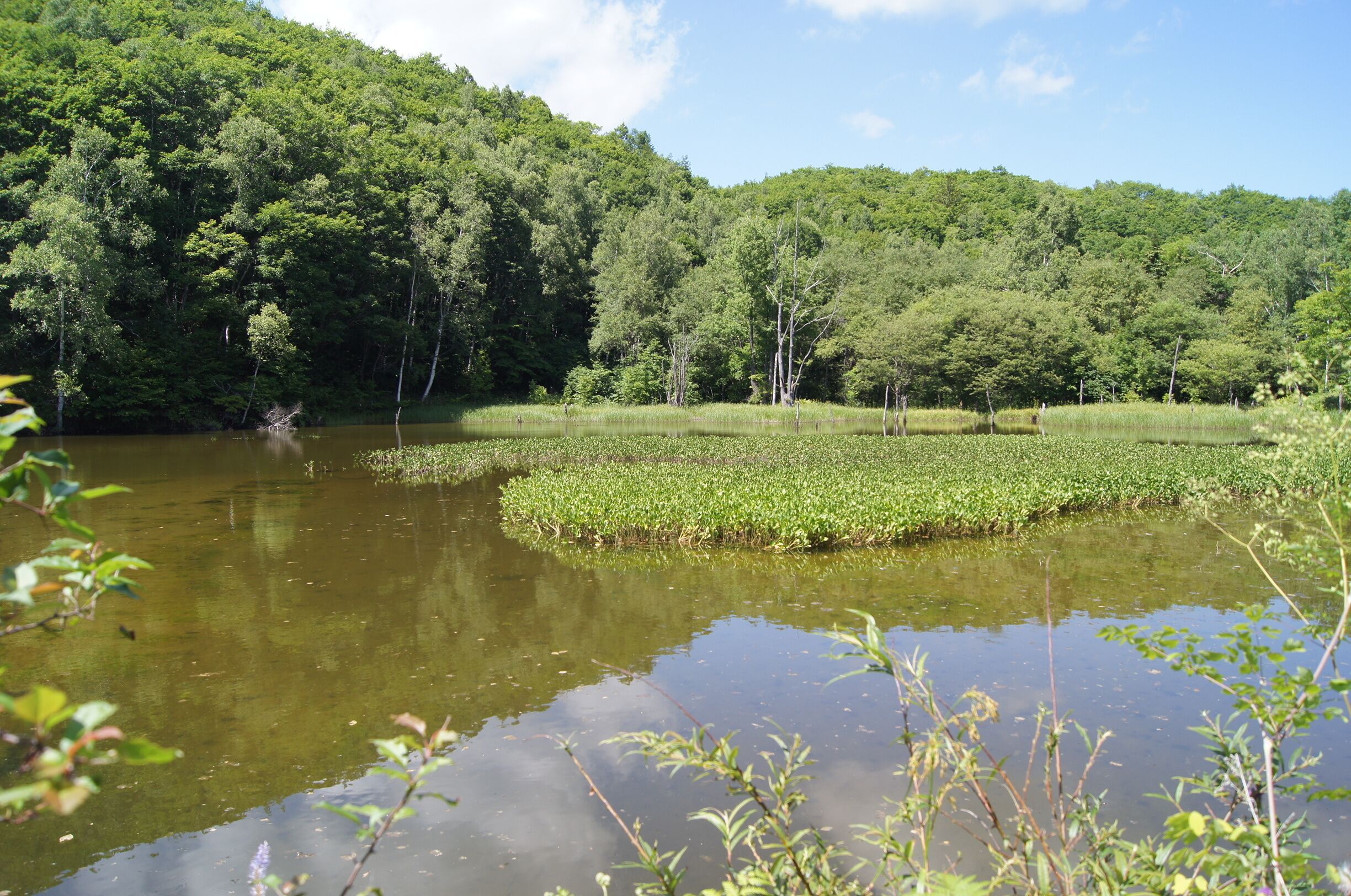 長野県松本市安曇にある乗鞍高原の一の瀬園地内にあるあざみ池