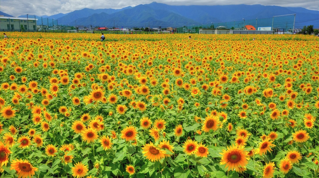松本大学前のひまわり畑