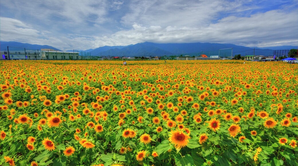 松本大学前のひまわり畑