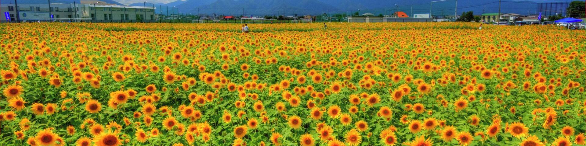 松本大学前のひまわり畑