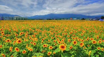 松本大学前のひまわり畑