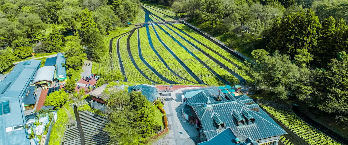A vineyard with rows of grapevines, a small building, and a distant mountain range.