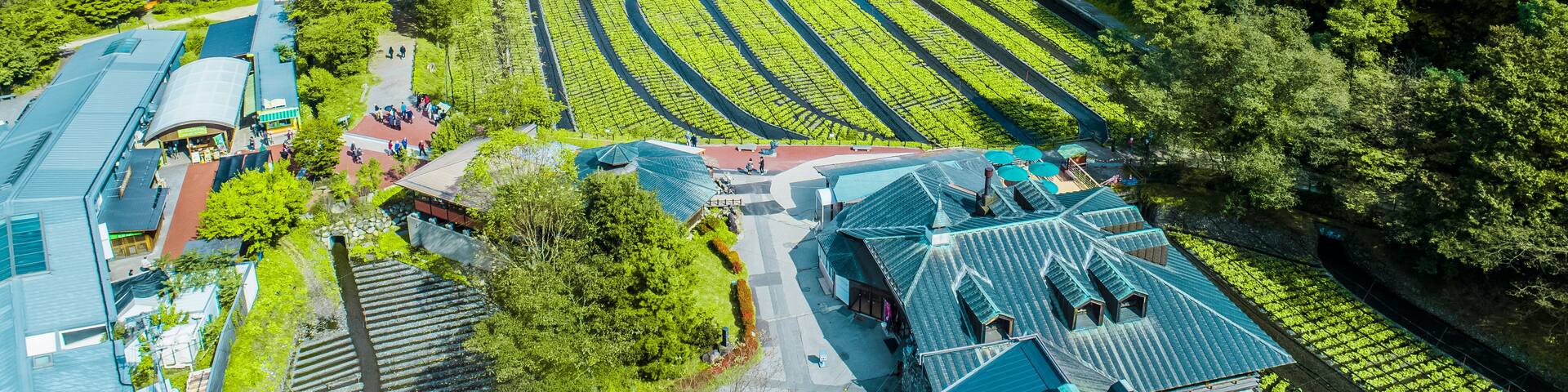 A vineyard with rows of grapevines, a small building, and a distant mountain range.