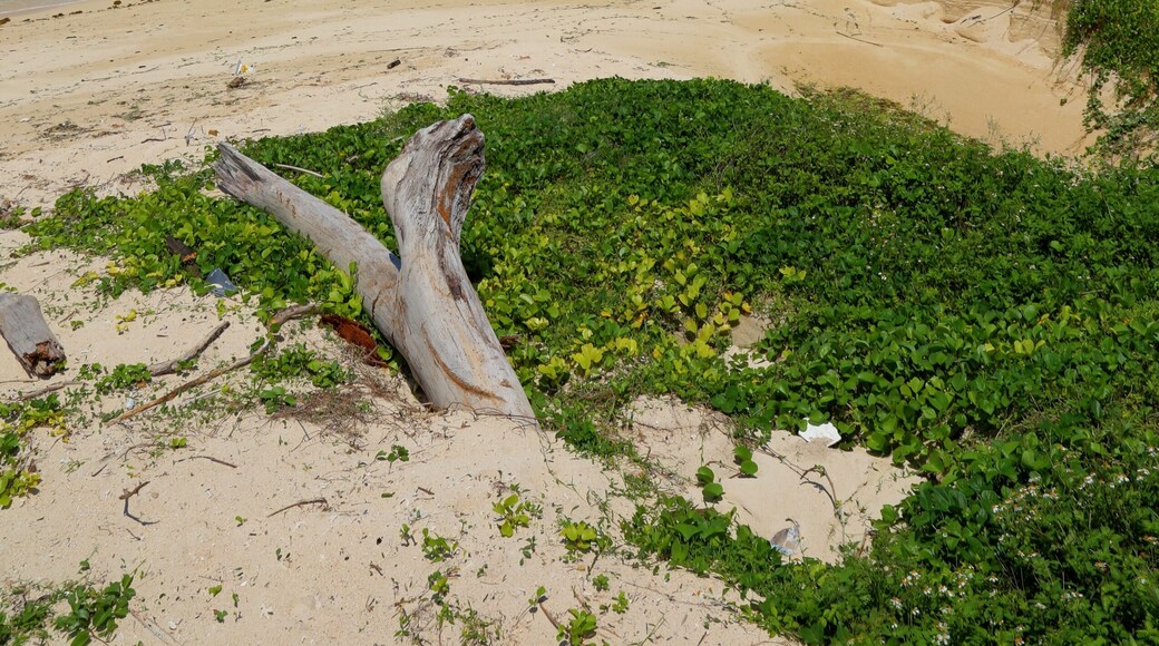 Unten, Nakijin, Kunigami District, Okinawa Prefecture 905-0403, Japan