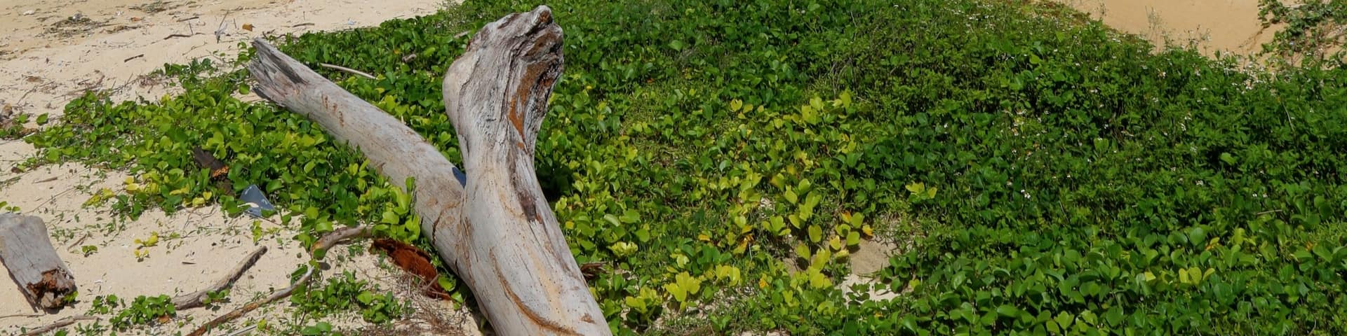 Unten, Nakijin, Kunigami District, Okinawa Prefecture 905-0403, Japan