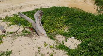 Unten, Nakijin, Kunigami District, Okinawa Prefecture 905-0403, Japan