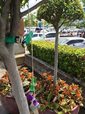 Classic example of Thailands generosity.