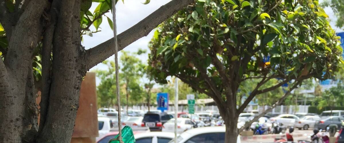 A tree with green and purple lighters hanging from it, surrounded by potted plants with orange flowers.