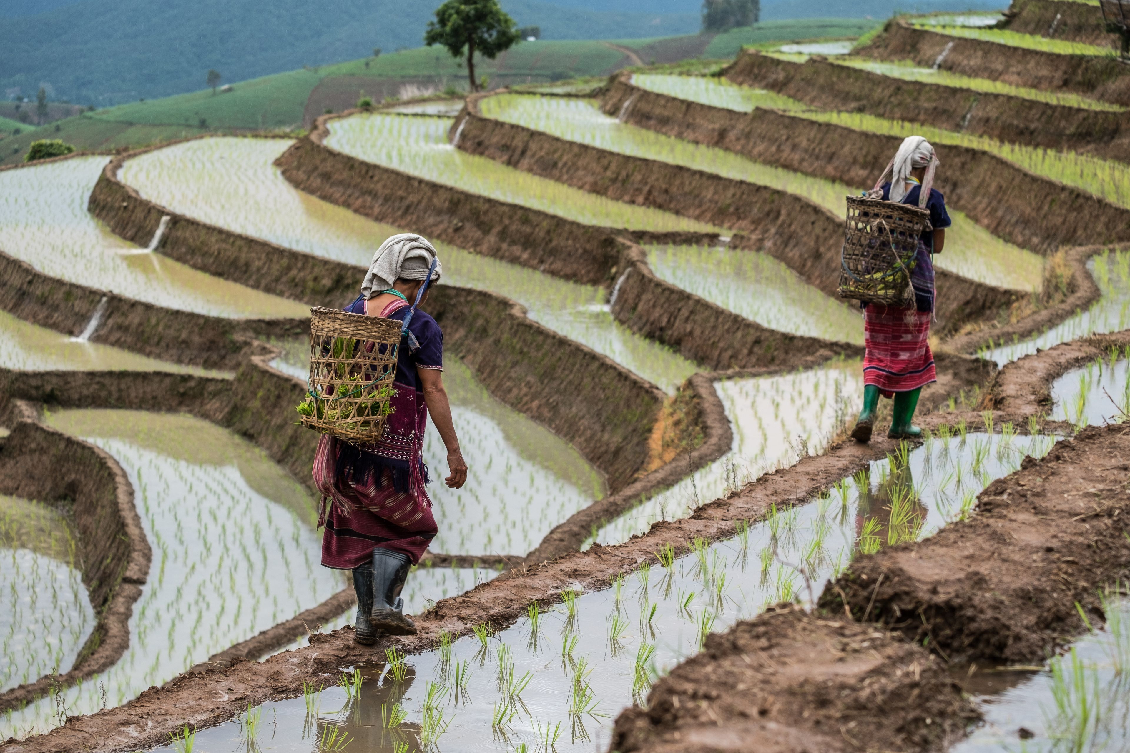 Campos de arroz en terrazas con dos personas cargando cestas a la espalda.