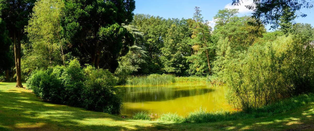 Panoramic photo of a green pond in a city park "Stabroek, Belgium" surrounded by beautiful green trees in summer.