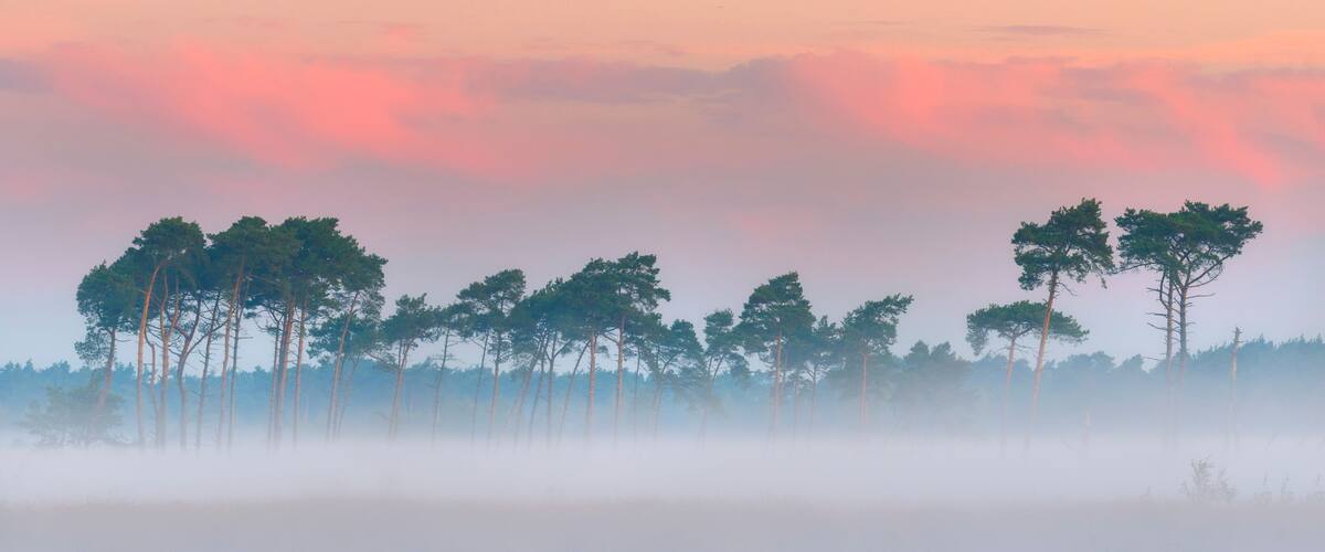 Une forêt aux arbres imposants, baignée d’une atmosphère brumeuse.