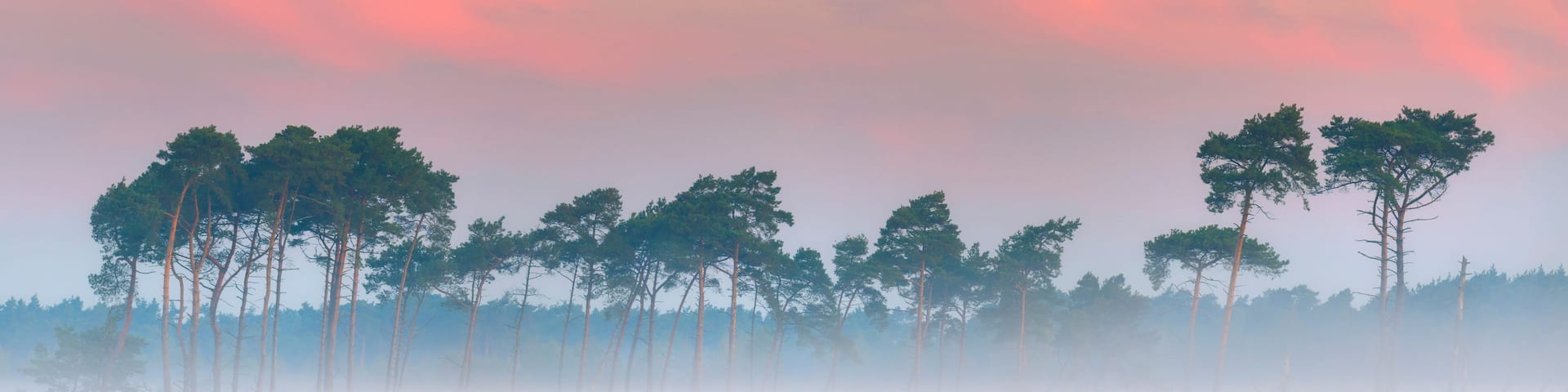 A forest with tall trees and a misty atmosphere.