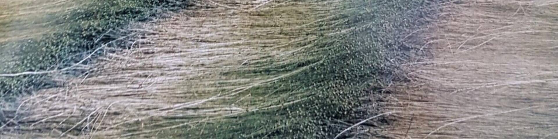 Besides historic cities like Antwerp, Bruges and Ghent, Flanders (the northern part of Belgium) offers only flat and rather monotonous landscapes. Nevertheless, you can sometimes discover scenic spots #ontheroad #Nature #Trovember