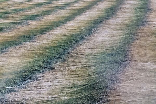 Besides historic cities like Antwerp, Bruges and Ghent, Flanders (the northern part of Belgium) offers only flat and rather monotonous landscapes. Nevertheless, you can sometimes discover scenic spots #ontheroad #Nature #Trovember