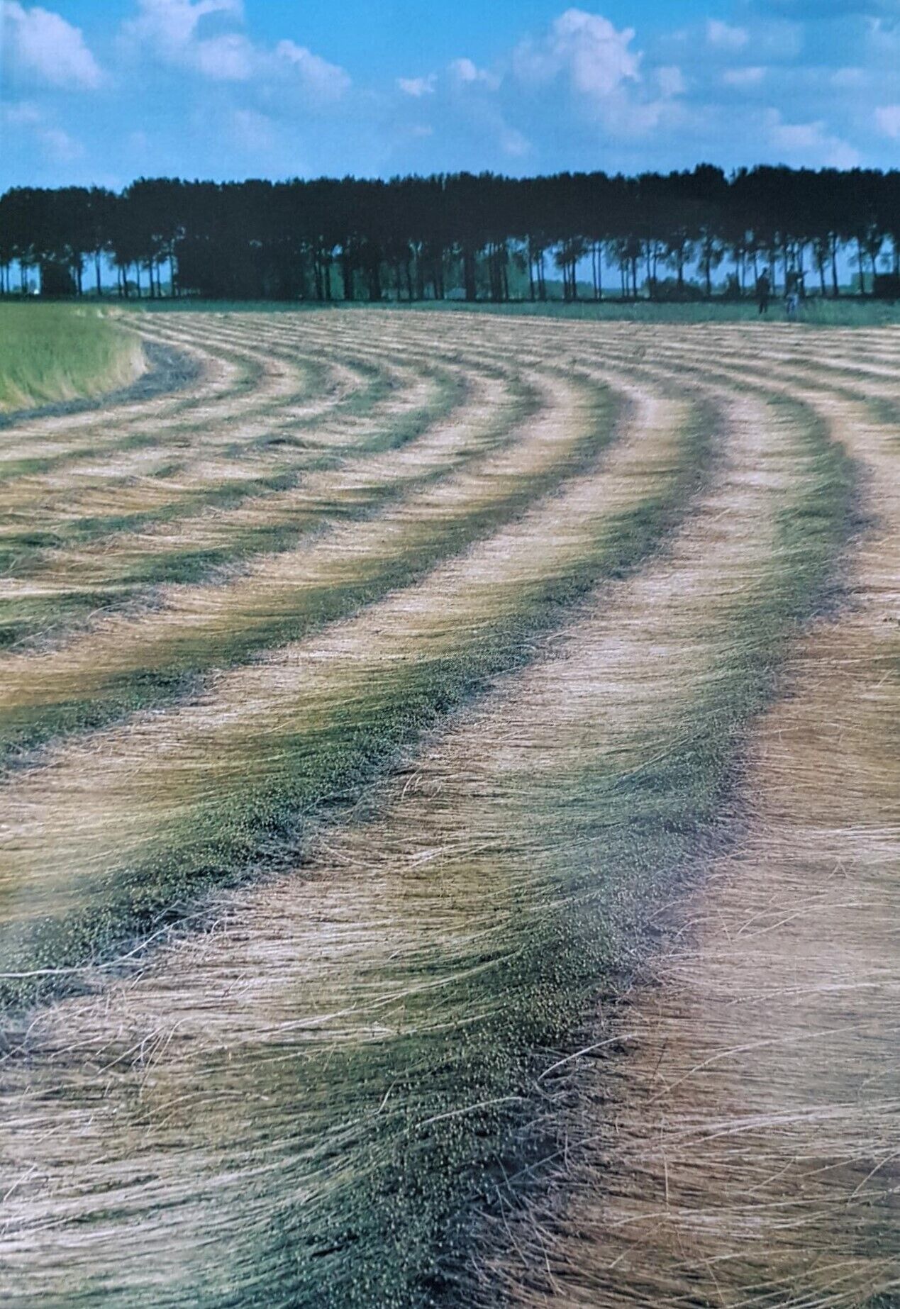 A field with distinct crop patterns and a line of trees in the background.