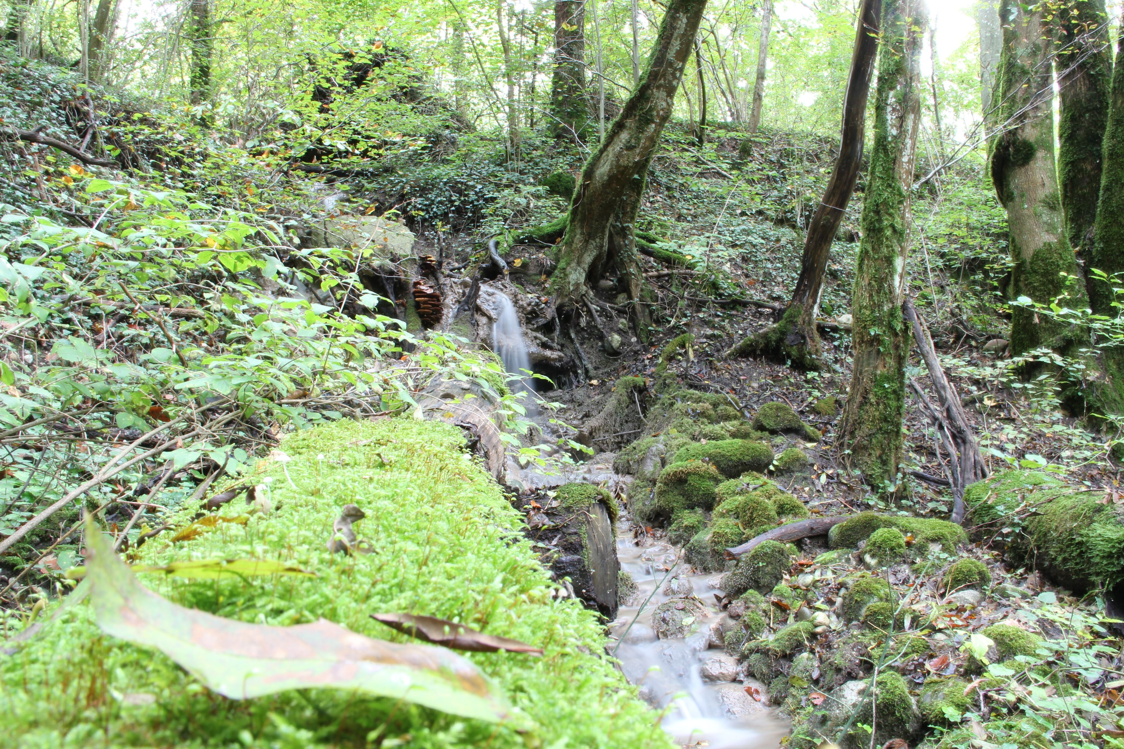 Little river near Le Moulin