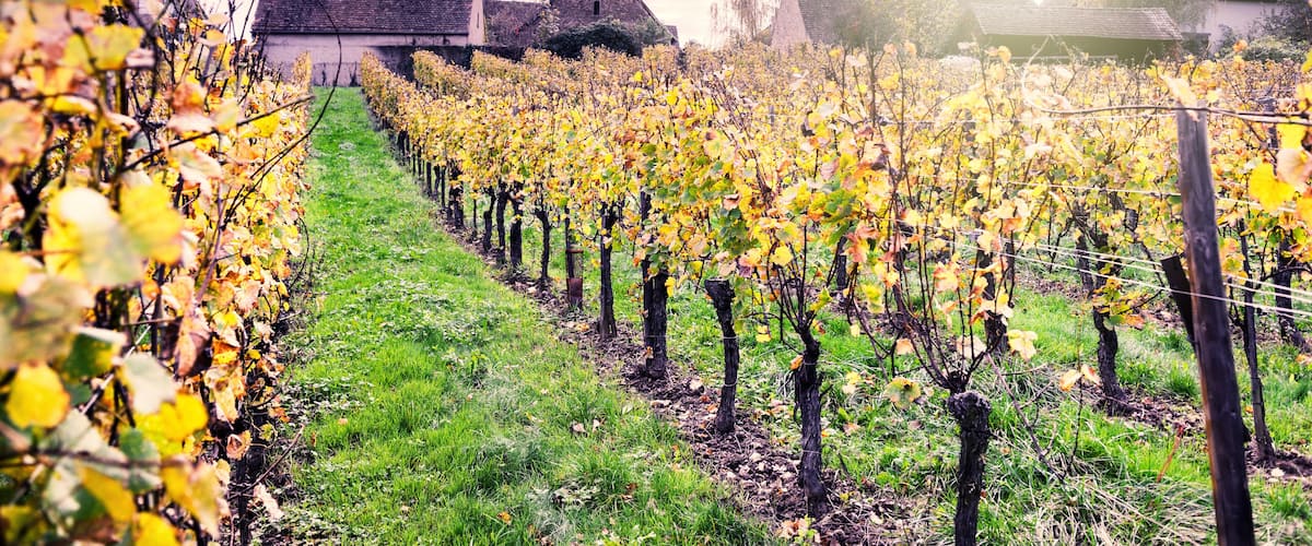 A vineyard with rows of grapevines, a church with a tall steeple, and a cloudy sky.