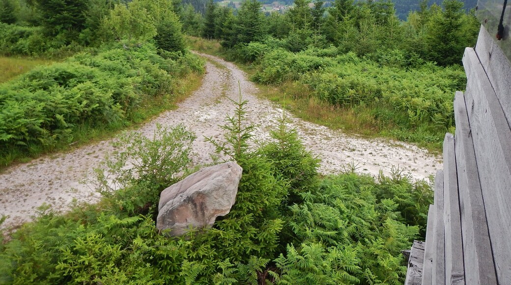 Baiersbronner Himmelswege - Naturgewalten Tour: Ausblick (Orkan Lothar 1999)