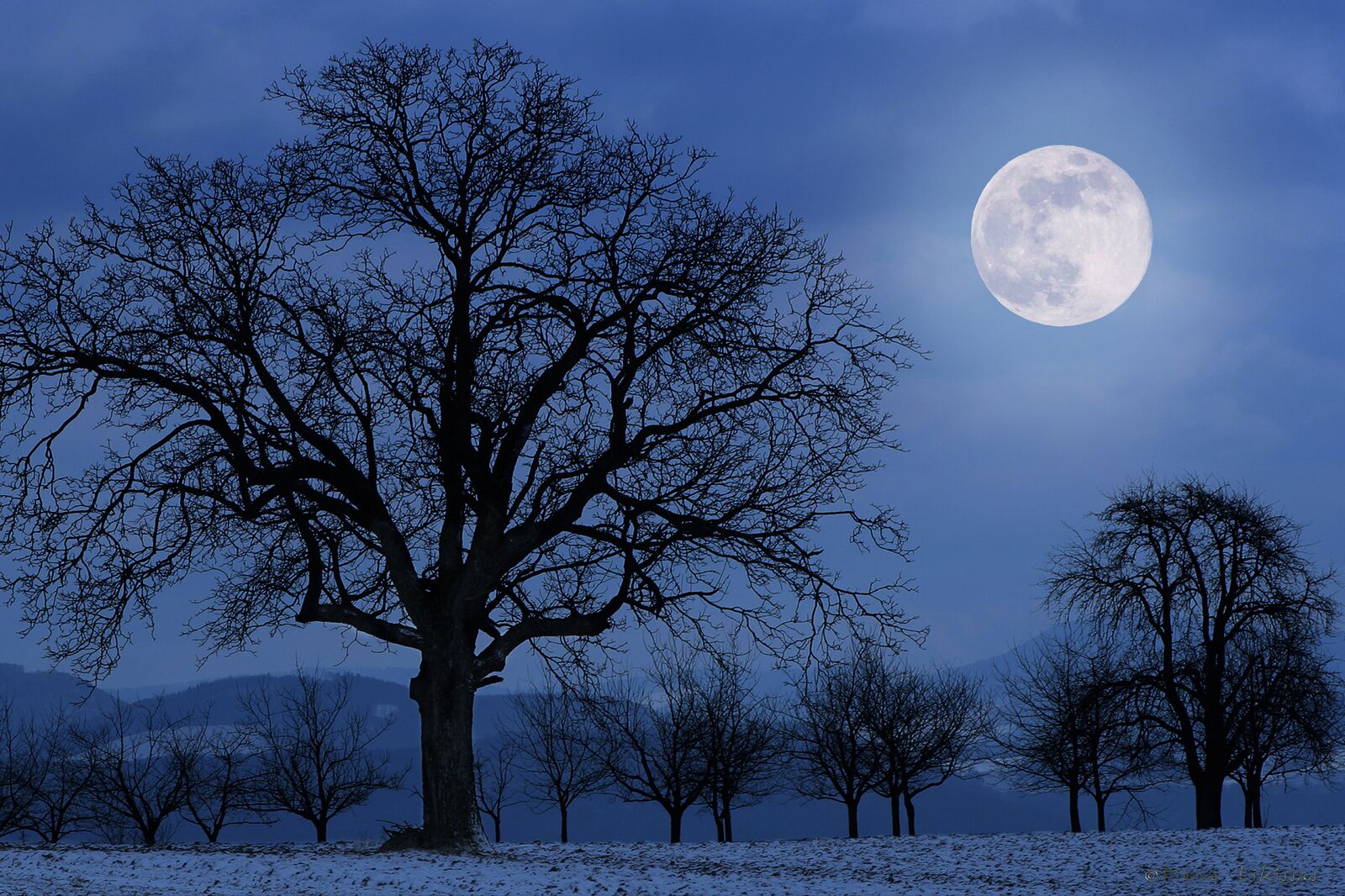 A large tree silhouetted against a full moon in a snowy landscape.