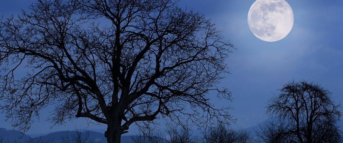 A large tree silhouetted against a full moon in a snowy landscape.