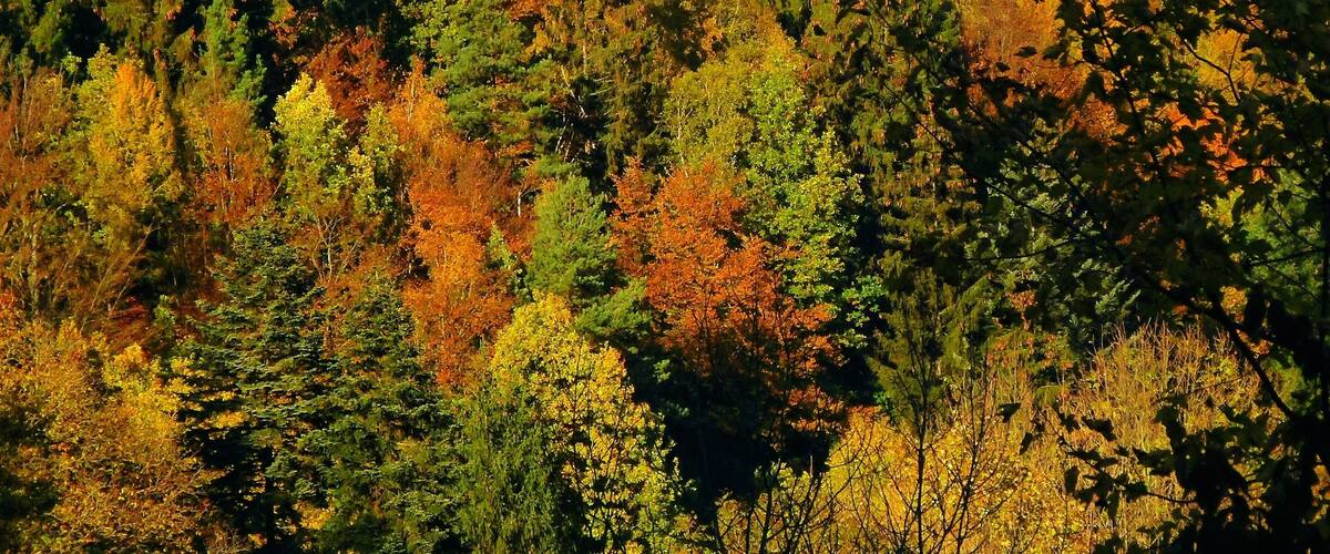 House In The Black Forest