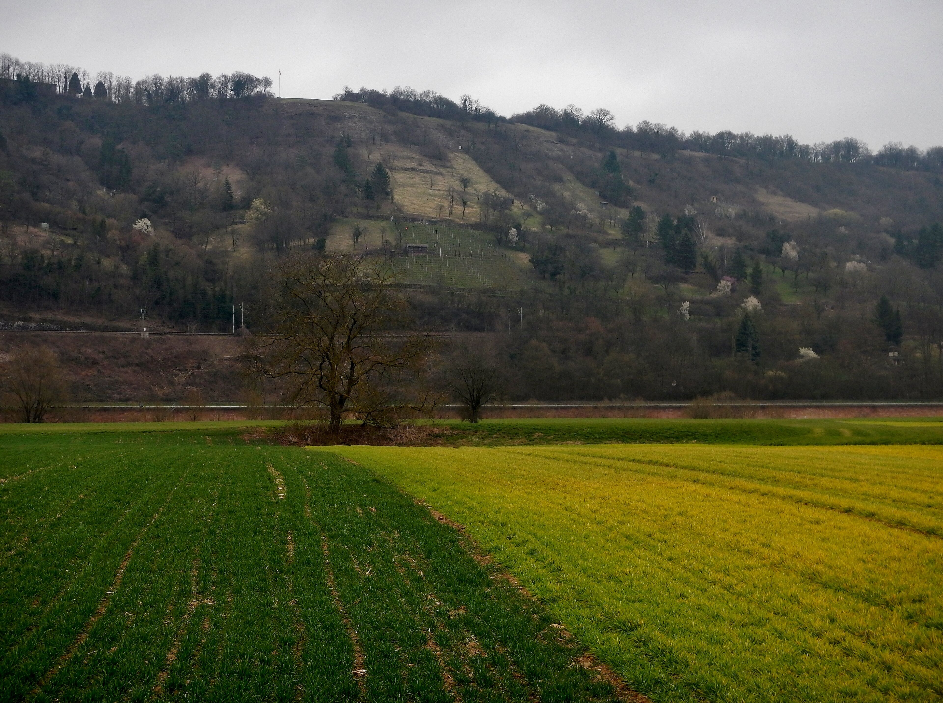 A rural landscape with a hill, fields, and a solitary tree.