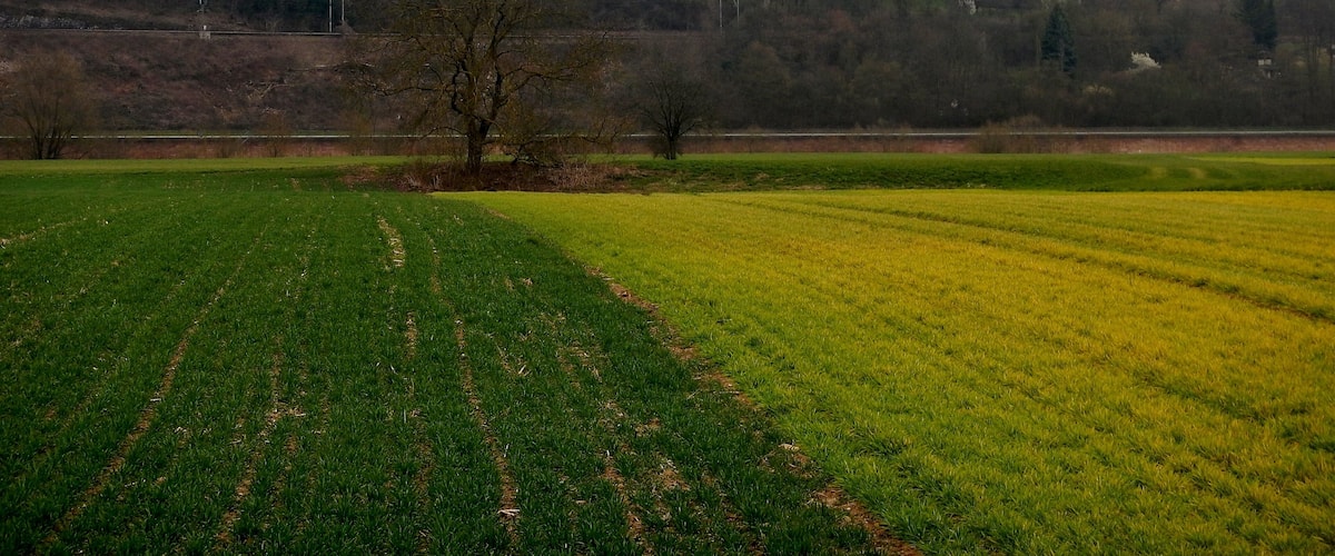 A rural landscape with a hill, fields, and a solitary tree.