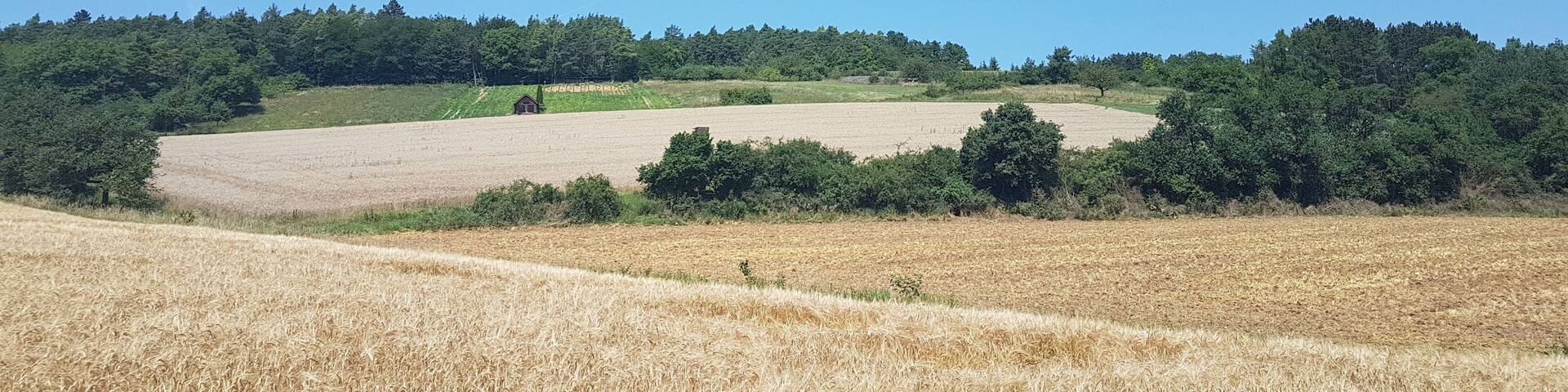 Dittwar Heiligenberg Weinberge