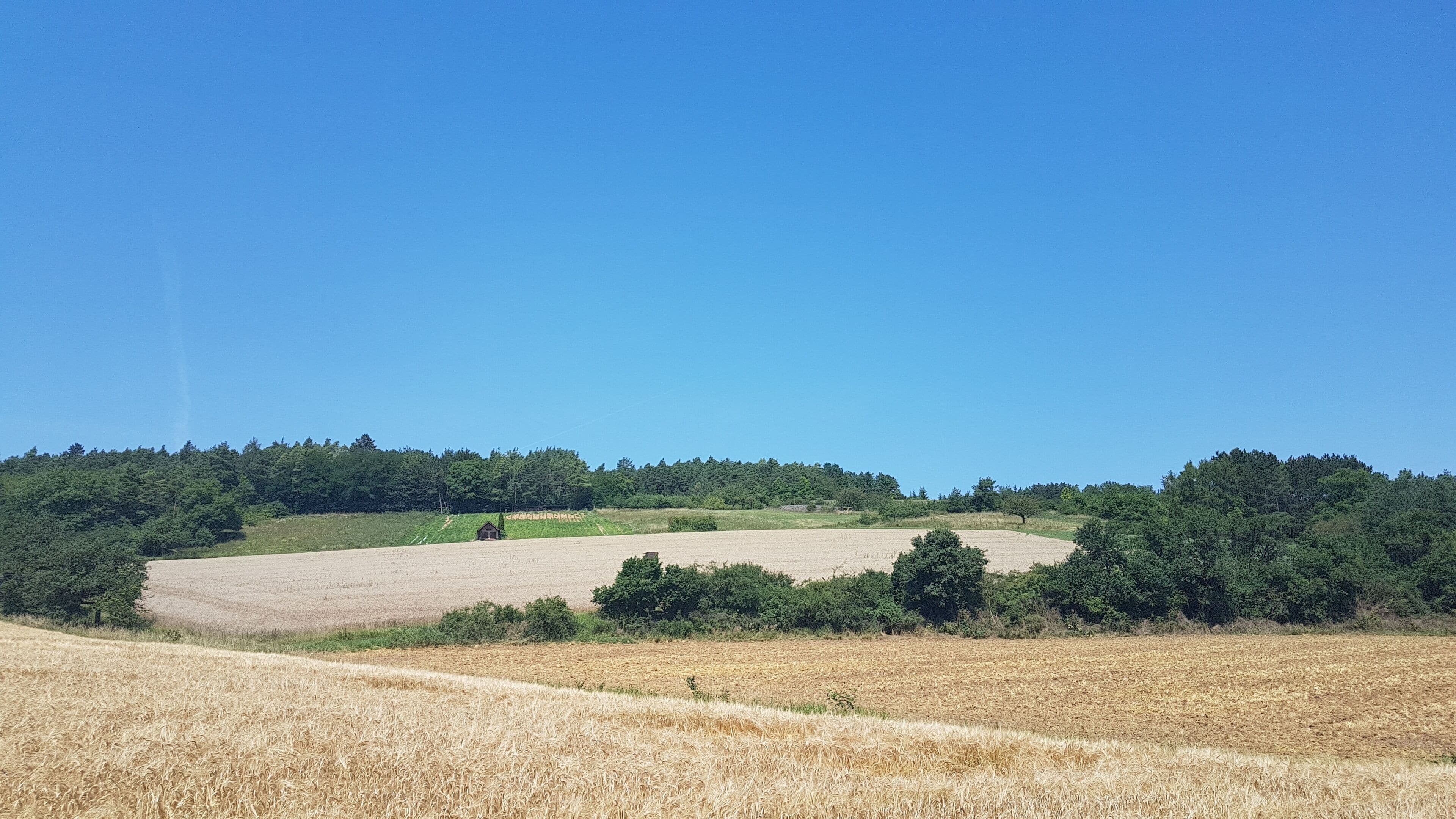 A golden wheat field with rolling hills and a dense forest in the background under a clear blue sky.