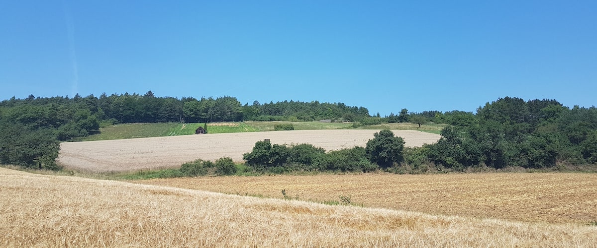 A golden wheat field with rolling hills and a dense forest in the background under a clear blue sky.