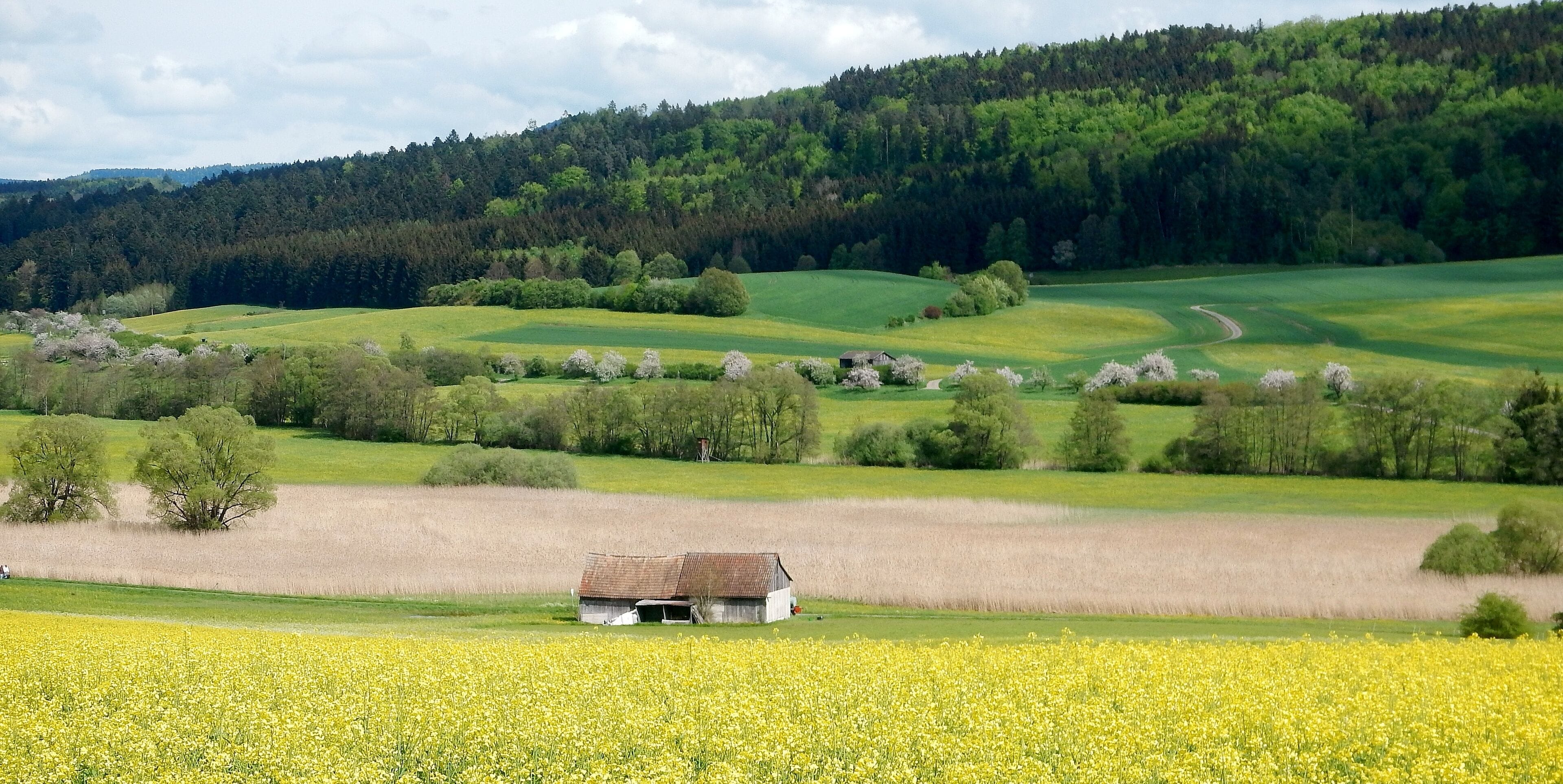 Nach dem Linsenbergweiher