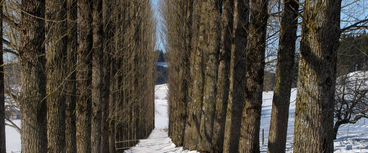 A snow-covered path flanked by leafless trees, leading towards a distant building.