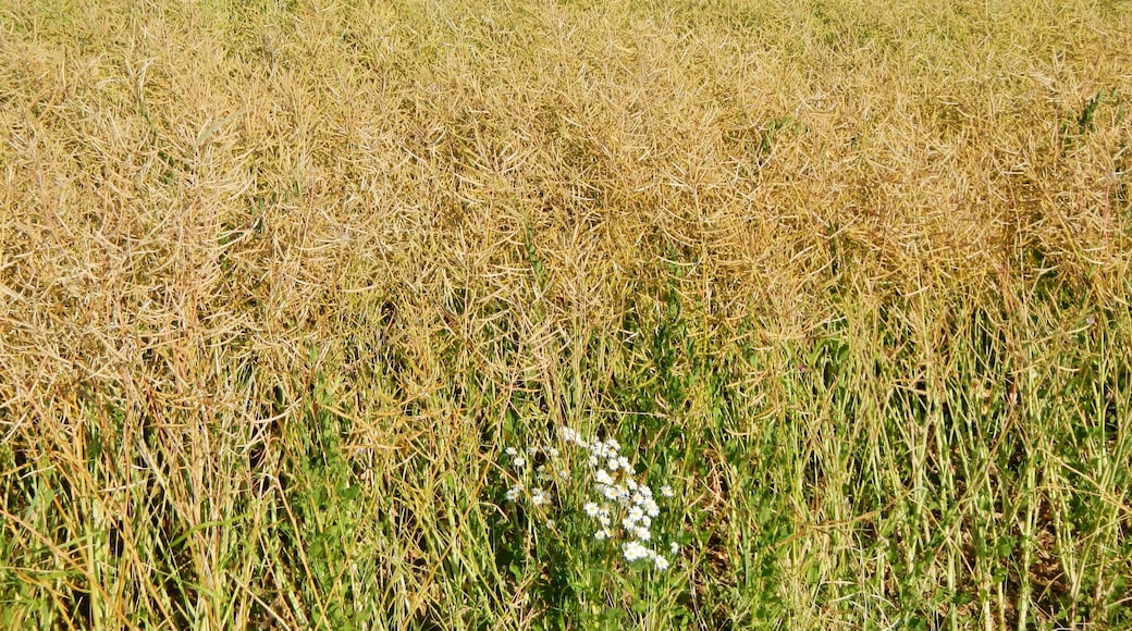 MargeritenstÀmmchen im Rapsfeld im Landkreis Böblingen