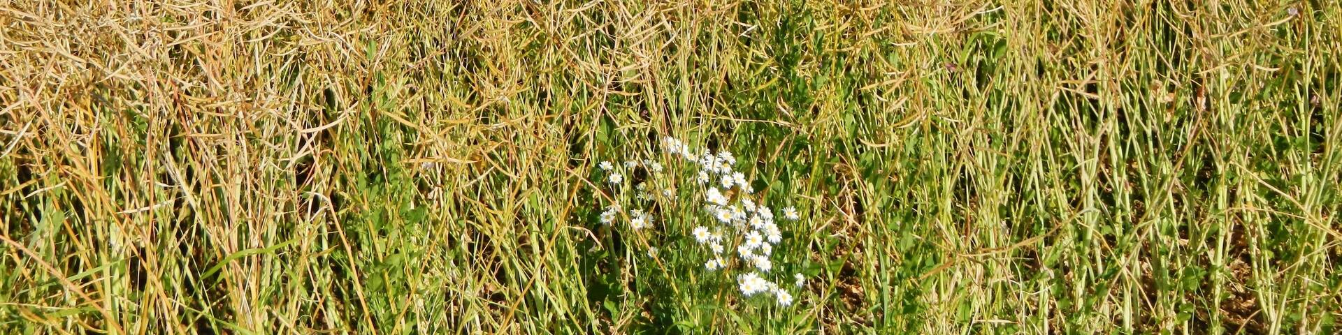 Margeritenstämmchen im Rapsfeld im Landkreis Böblingen