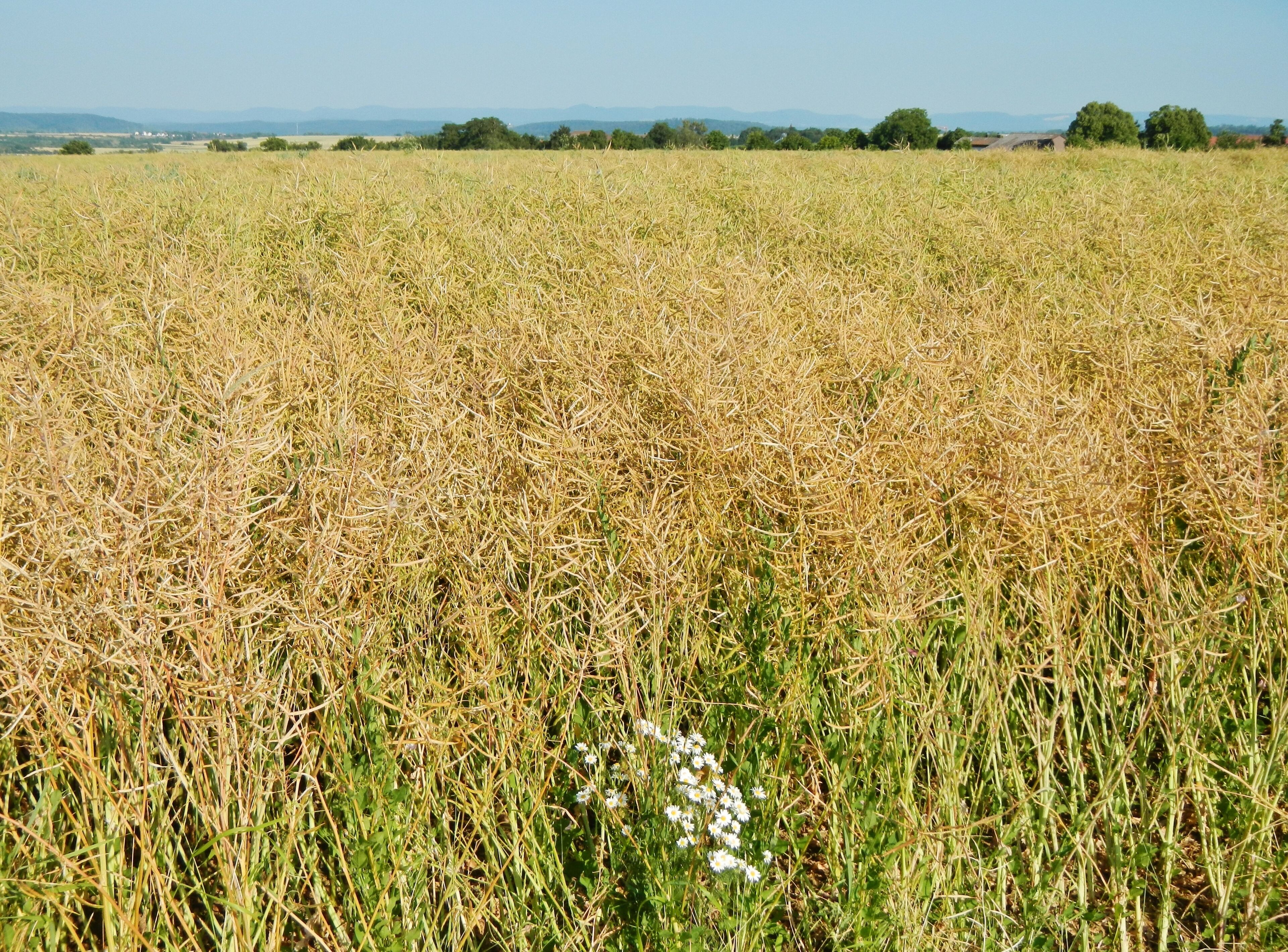 A vast field of golden wheat with a few white flowers in the foreground and distant trees and mountains under a clear sky.