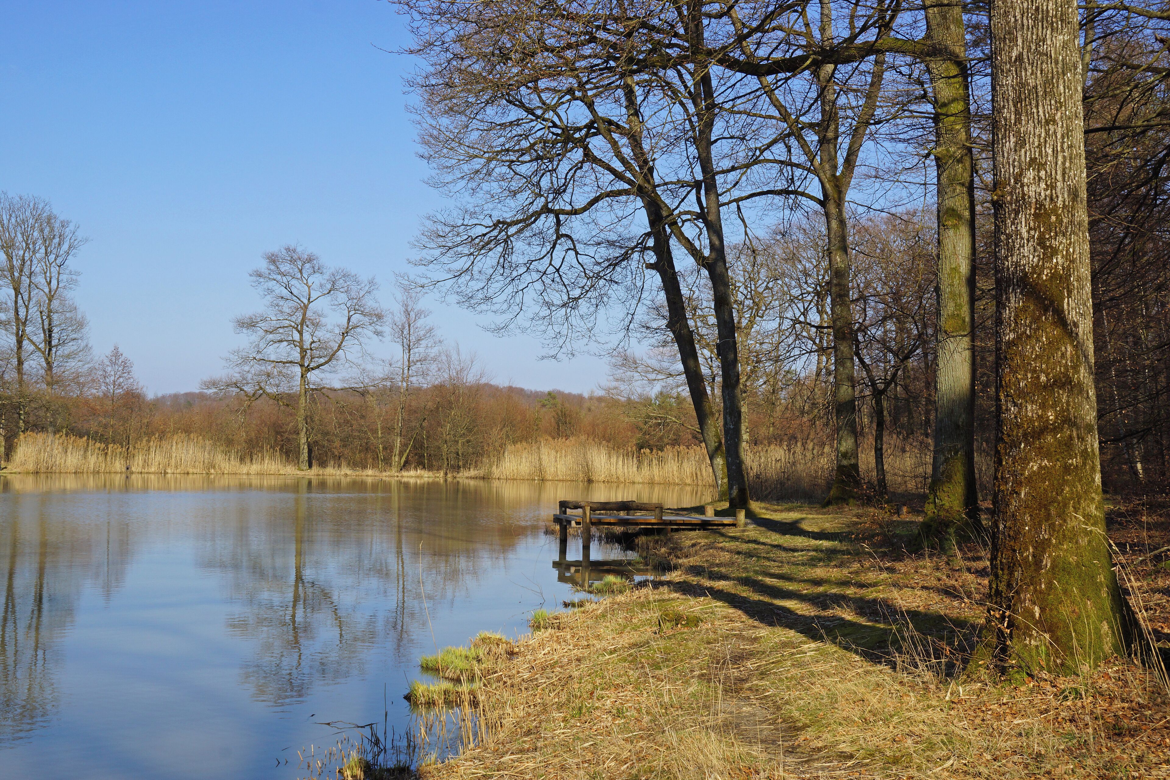 A calm lake with a wooden bench, surrounded by trees and dry grass.