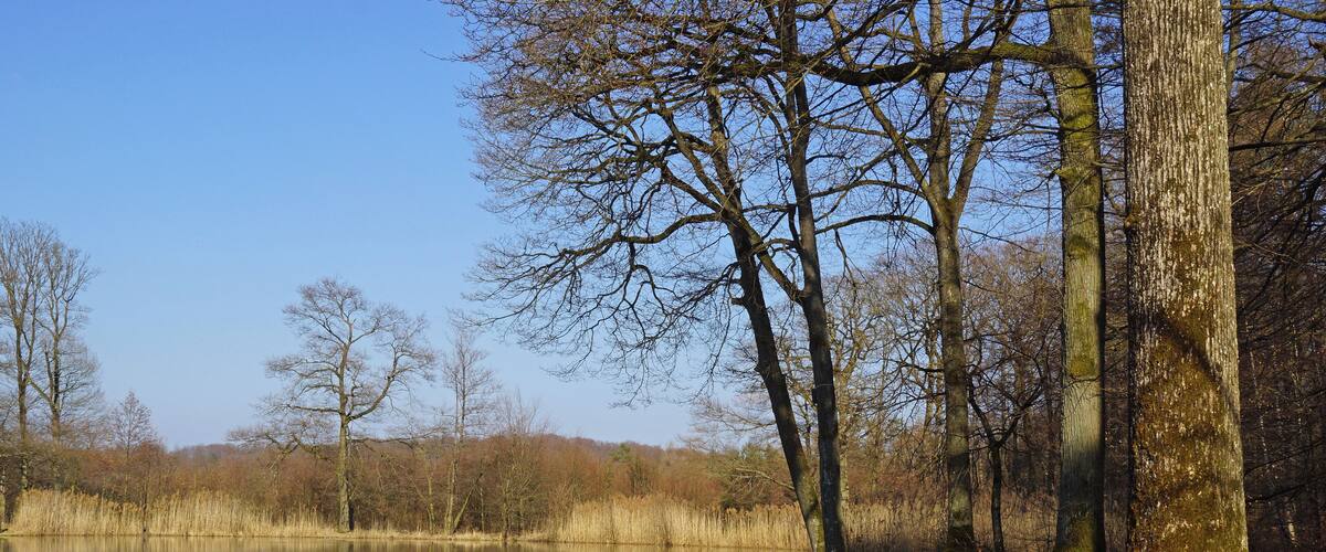 A calm lake with a wooden bench, surrounded by trees and dry grass.