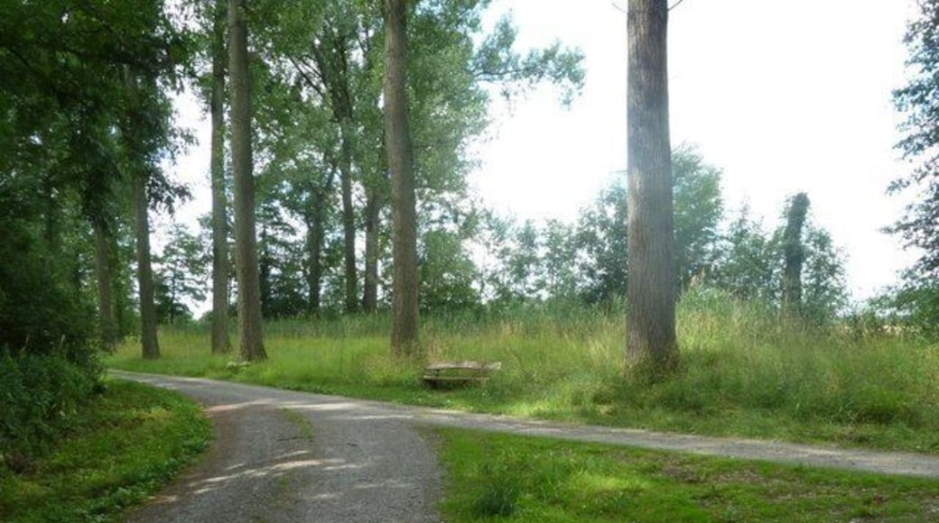 Waldweg neben der Pfinz