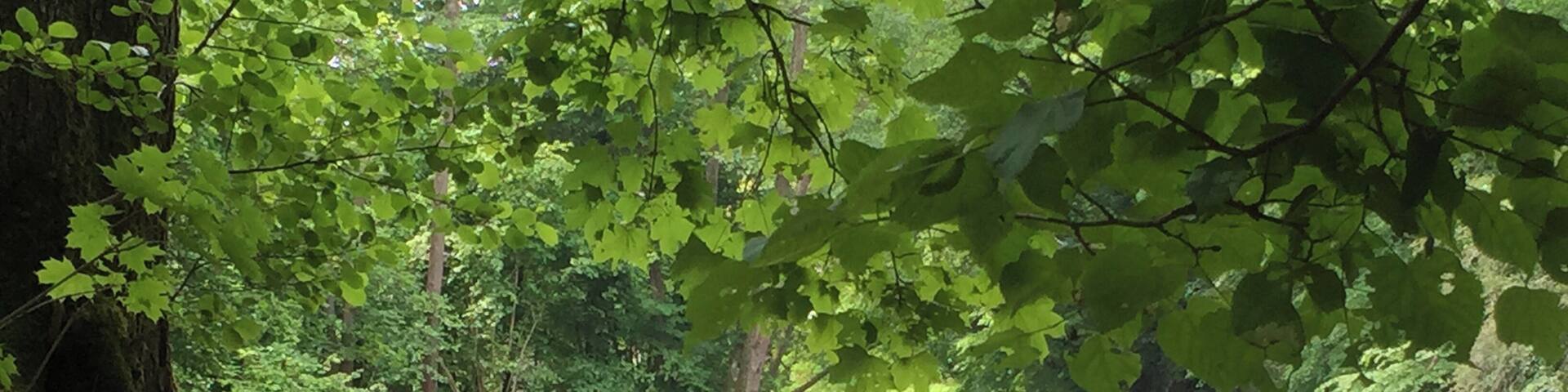 Fischtreppe an der Rems bei Waiblingen