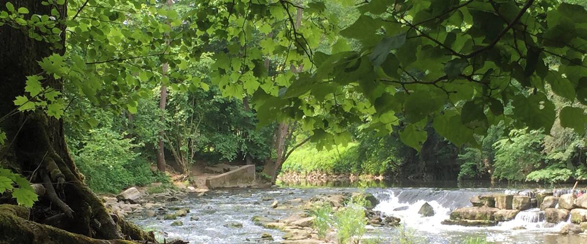 A river flowing through a forest with rocks and moss-covered trees.