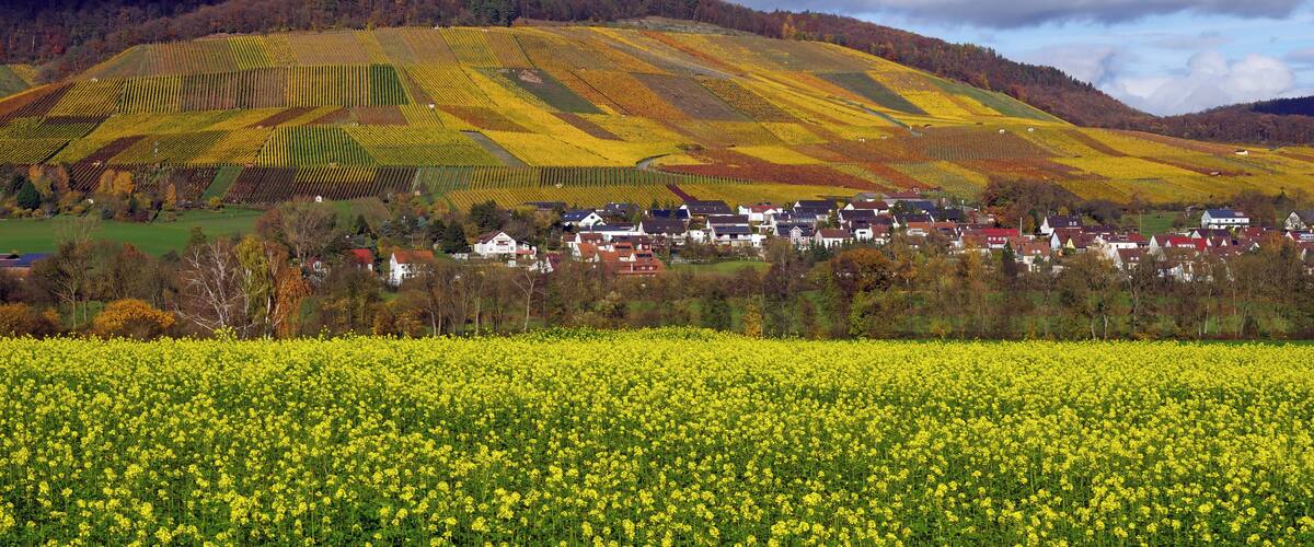 A rural landscape with a village nestled among rolling hills and fields of yellow flowers.