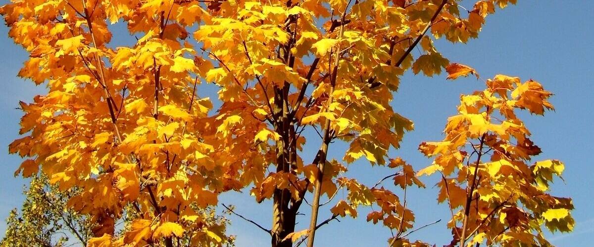 A tree with bright yellow leaves against a clear blue sky.