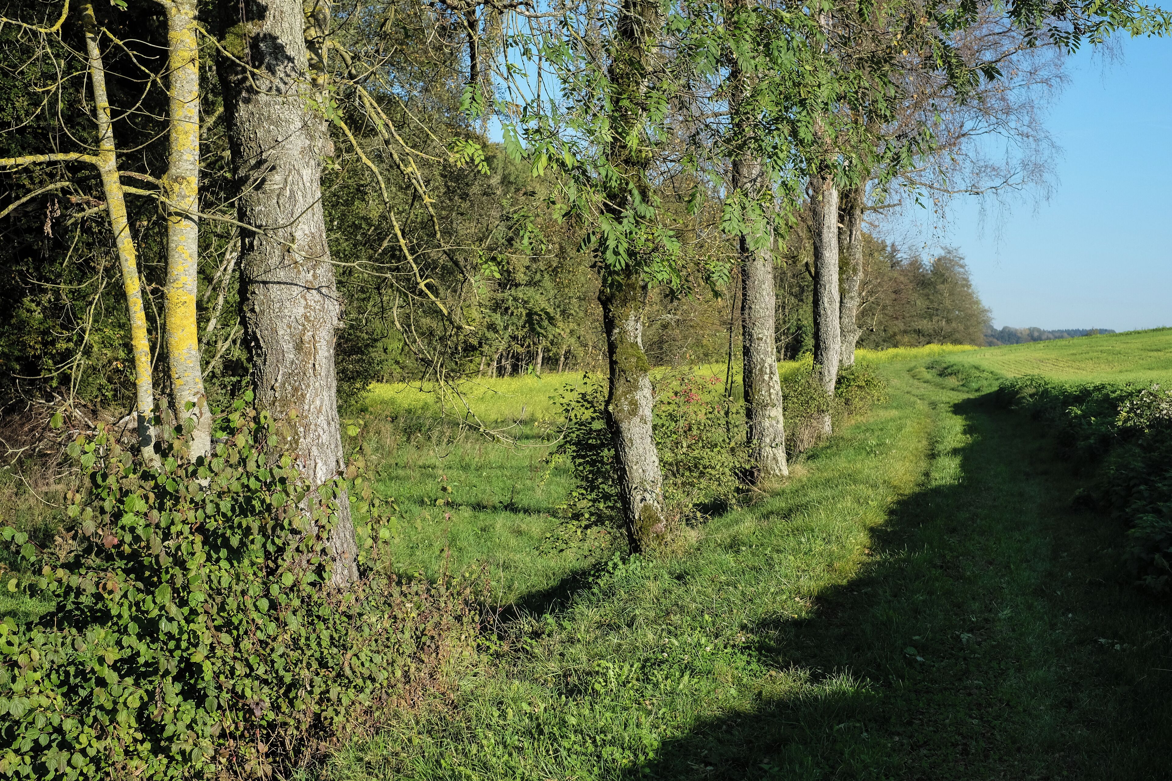A grassy path with trees and a clear sky.