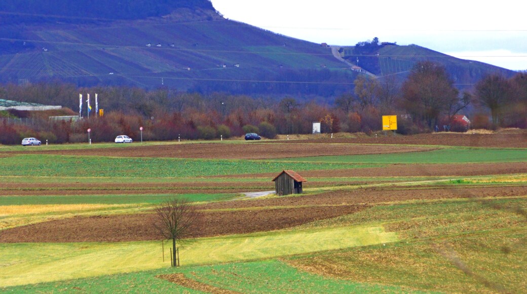 Vineyard In December