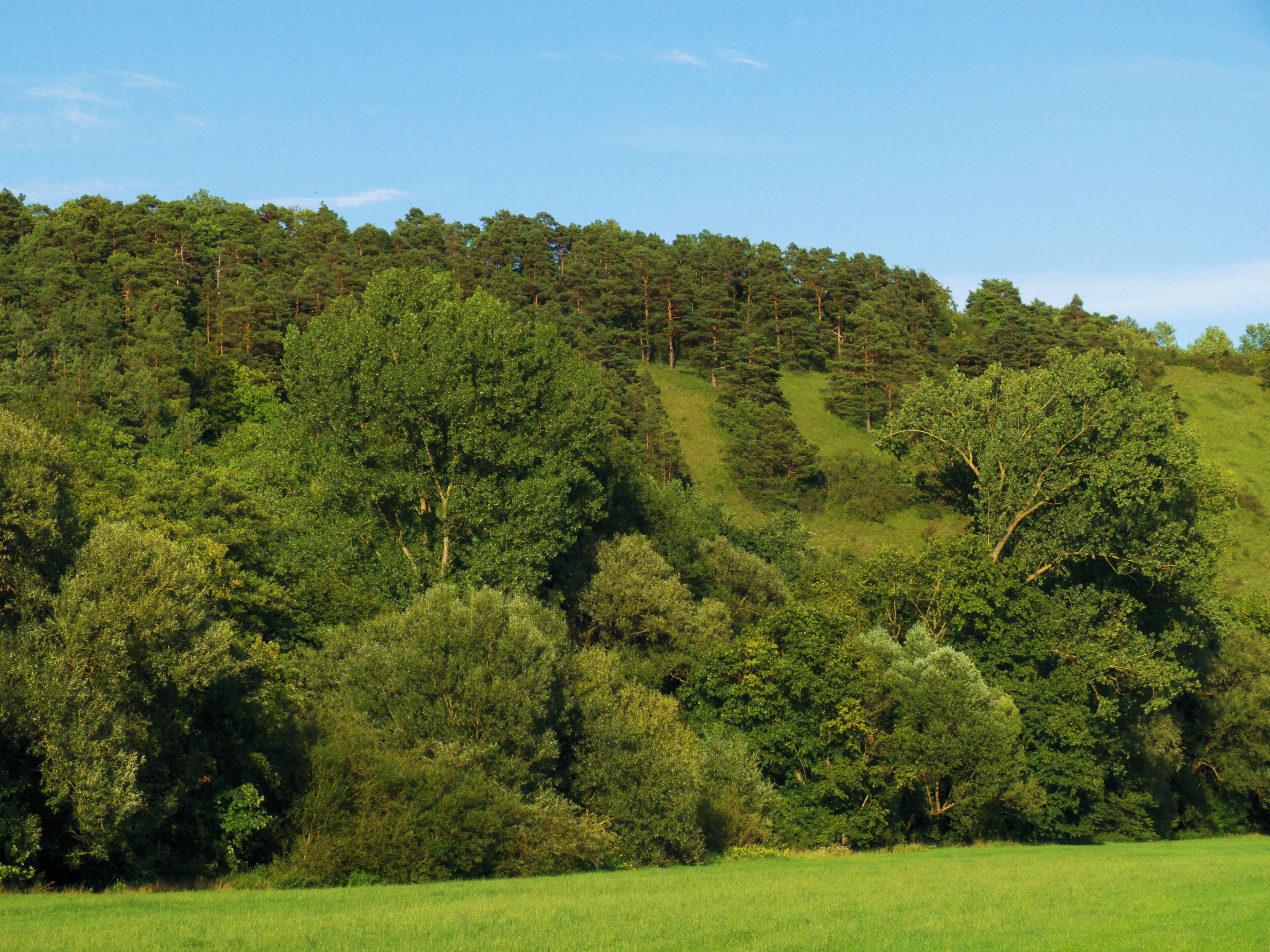 A lush green hillside with dense forest and a clear blue sky.