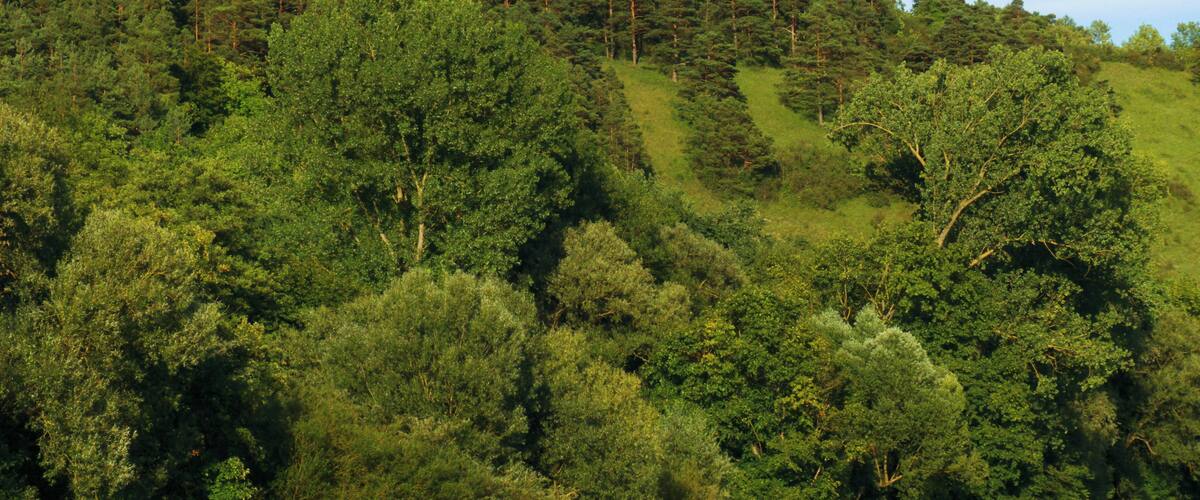 A lush green hillside with dense forest and a clear blue sky.