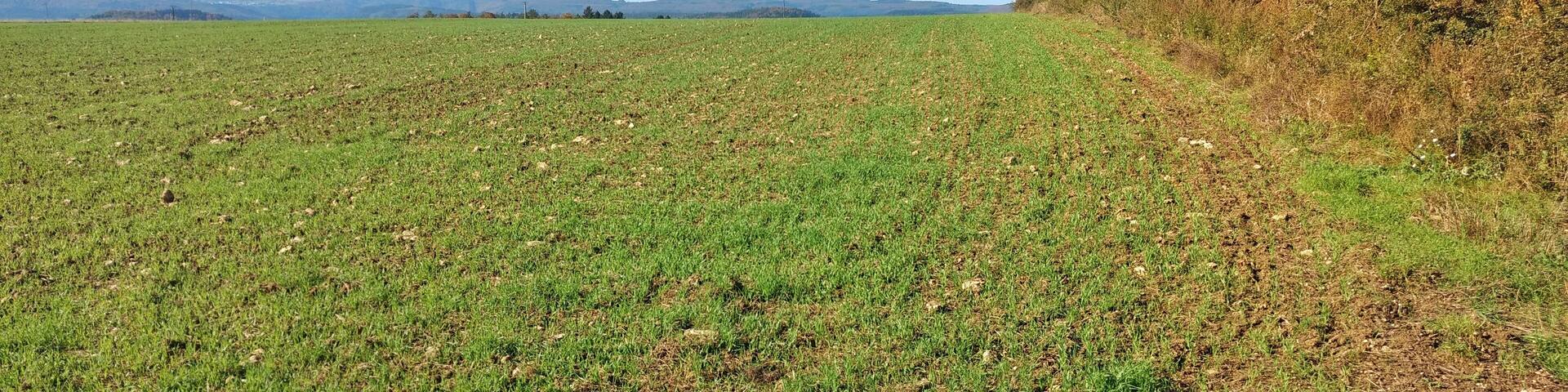 Zwischen Hargarten und Merzig