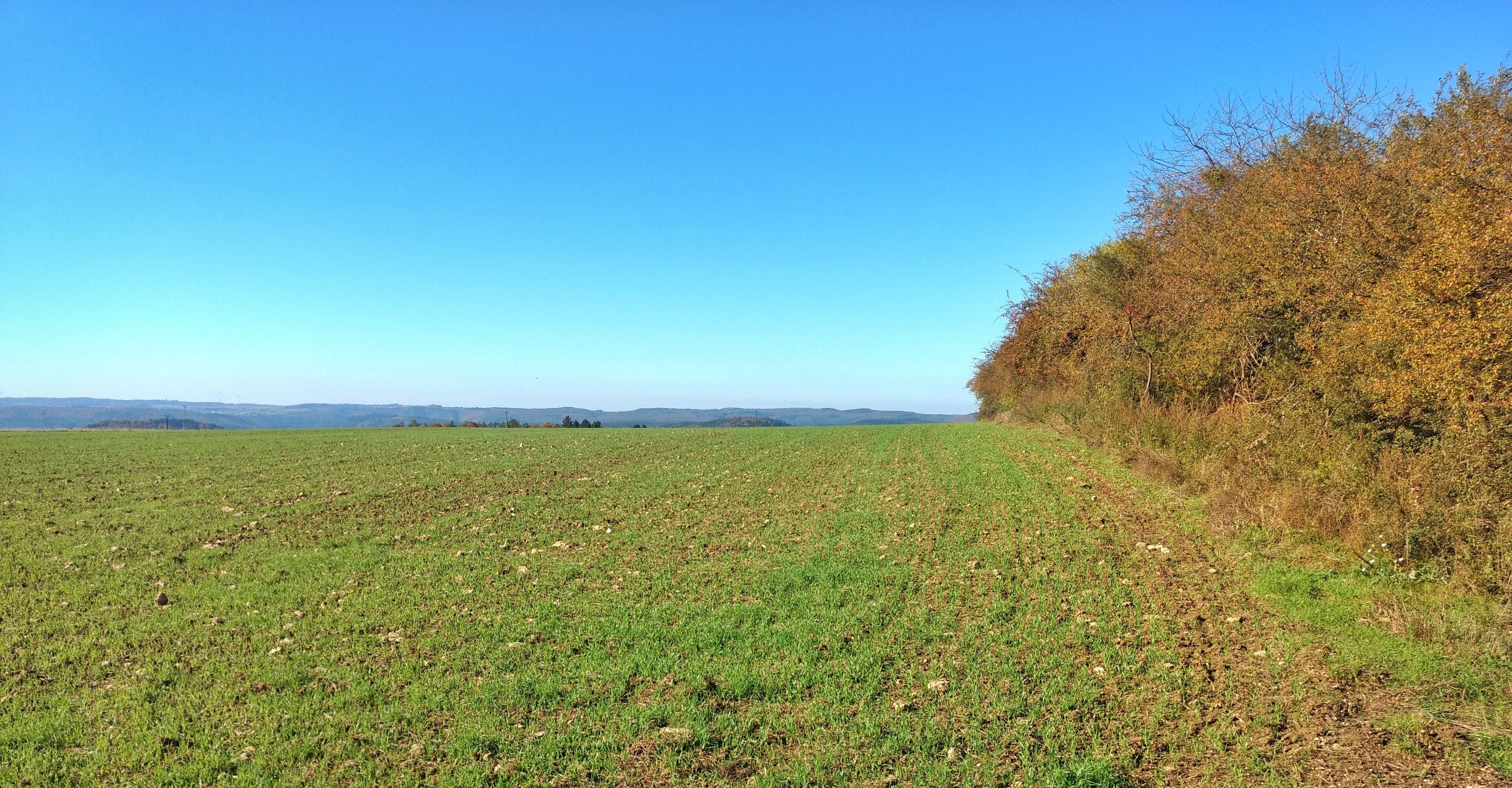 A vast open field with a clear blue sky and distant hills.