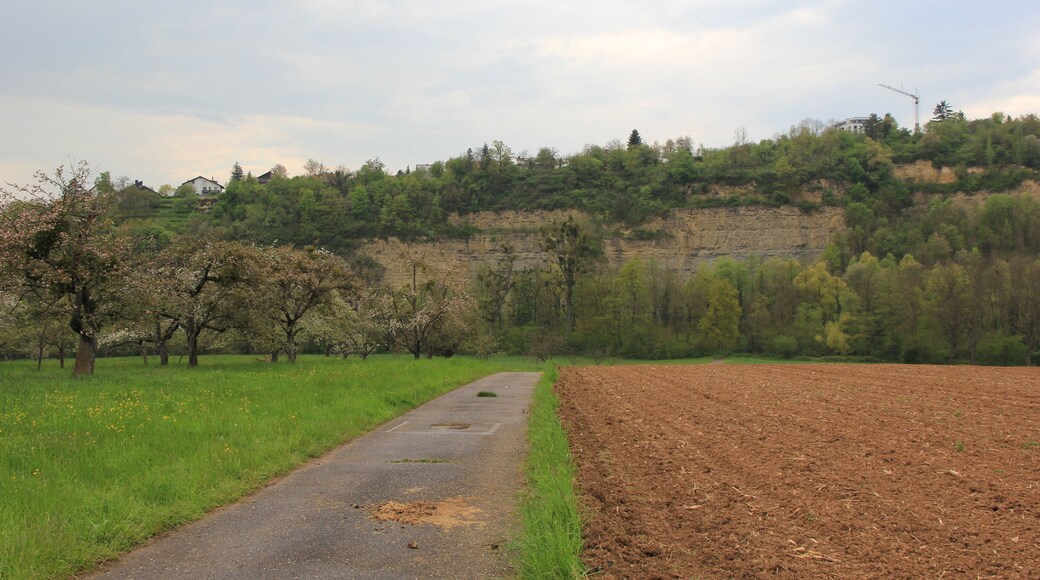 Blick zum Naturschutzgebiet „Unteres Remstal“ (Bäume an der Rems etwa in der Bildmitte) in Remseck; Streuobstwiese und Acker im Vordergrund und Steinbruch im Hintergrund im Landschaftsschutzgebiet „Unteres Remstal mit Randgebieten“