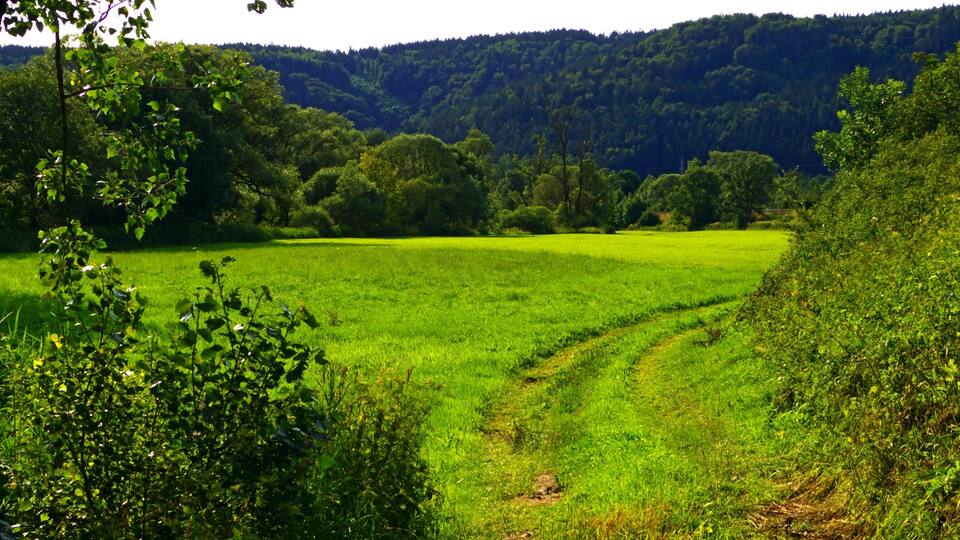 A lush green field with a dirt path leading through it, surrounded by dense trees and hills in the background.